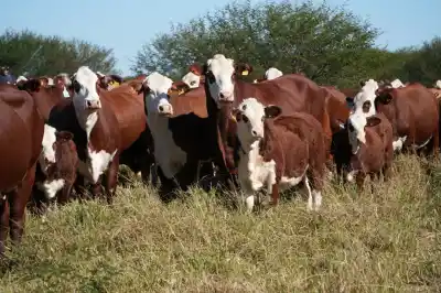 Puso USD 22,8 millones en un campo de Salta y ya sabe qué hará con las 10.800 hectáreas