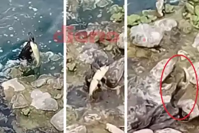 En el río Dulce, un ochogo se topó con un dorado enorme: lo que hizo dejó mudo al vecino que filmaba