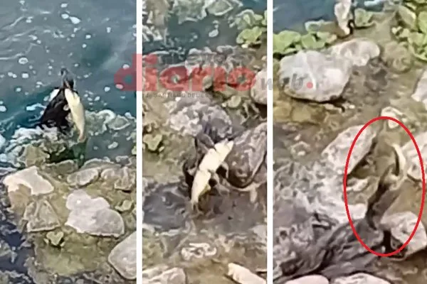 En el río Dulce, un ochogo se topó con un dorado enorme: lo que hizo dejó mudo al vecino que filmaba