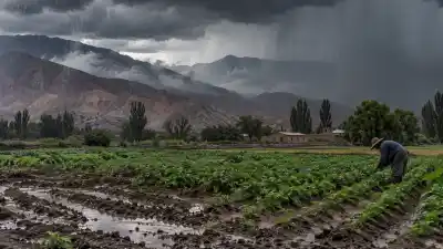 Con El Niño en el radar, los productores jujeños miran el cielo: qué dicen los pronósticos para el NOA