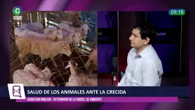 La crecida corrió a las víboras: el consejo que puede salvarte si te muerden
