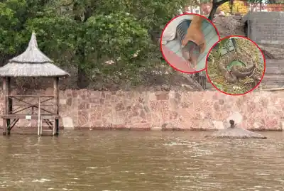Una serpiente de cascabel en la costanera: por qué la fauna silvestre aparece en la ciudad