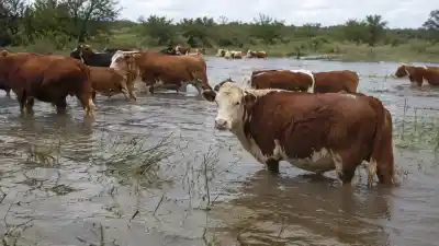 La crecida del Paraná ya tiene a 9.500 animales contra las cuerdas en San Pedro