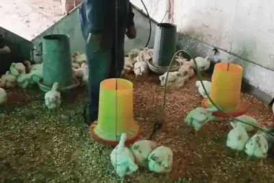 La lluvia les jugó en contra: qué enfermedad amenaza a las gallinas de Neuquén