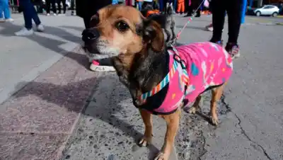En Roca enseñan RCP para perros y gatos: quiénes dan el taller y hasta cuándo hay lugar