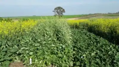 Entre Ríos ya lidera un cultivo que la aviación mundial va a necesitar