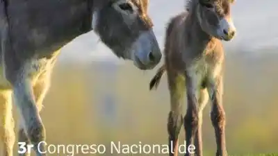 El animal que todos miraban con desprecio ahora vale oro en Santa María
