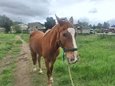 Un caballo caminaba suelto por el barrio Malvinas y activó la alarma del 103