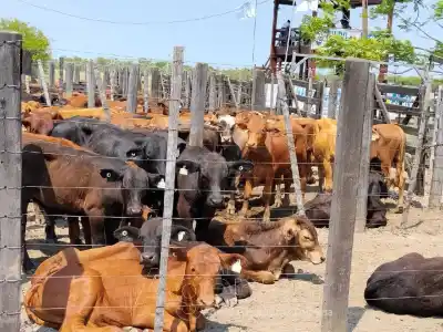 Laguna Blanca: 59 productores movieron más de mil cabezas y hubo un detalle que los dejó tranquilos