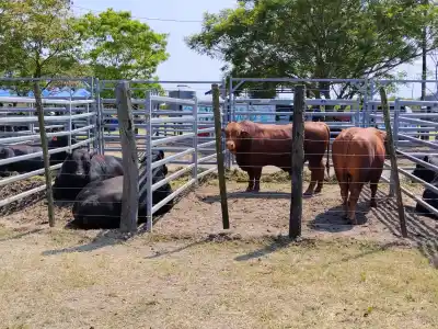 Trajo cinco terneros a la feria de Laguna Blanca y contó por qué el pequeño productor no debe tener miedo