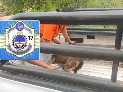 Entró la Policía a una casa de Molina Punta y salió con 11 perros: los detalles del operativo