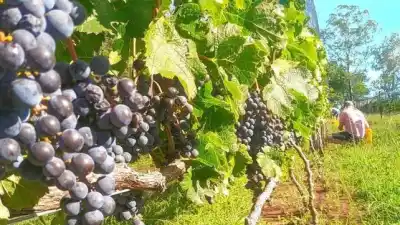 Paraná abre sus puertas al vino: qué se podrá probar y visitar