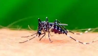 Dengue en Argentina: ya son seis los casos y activaron bloqueos en dos provincias