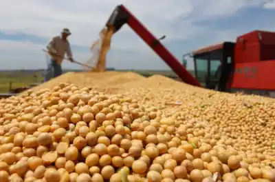 La soja encadenó ocho caídas y el trigo se hundió: el campo mira el número que nadie esperaba