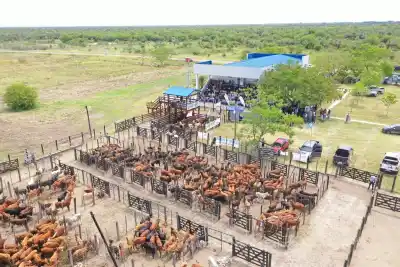 Por qué el 20° remate de Laguna Blanca entusiasma a los productores formoseños