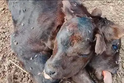 En Aldea San Rafael esperaban un ternero normal, pero nació con dos cabezas
