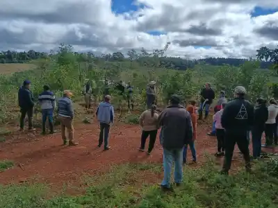 En San Pedro hay familias que producen yerba y crían animales sin tumbar el monte: cómo lo hacen