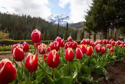 Huinganco se llena de tulipanes: dos días con acuarelas entre las flores y telescopios apuntando al cielo