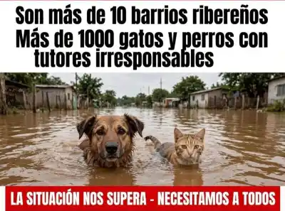 Crecida del Paraná: más de 1000 mascotas quedaron solas en los barrios ribereños
