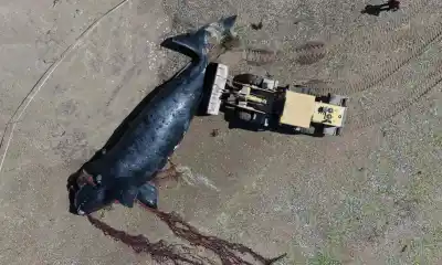 Aparece una ballena sin vida en la playa: por qué a veces se entierra y no se retira