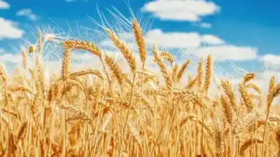 Trigo: la cosecha viene gigante, pero un octubre rarísimo tiene en vilo a los productores