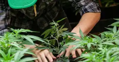 Mendoza abre la primera tecnicatura en cannabis del país: quiénes podrán anotarse