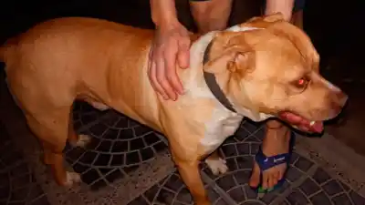 Llegó un cachorro Pitbull a una casa y no se va: ahora buscan a su familia
