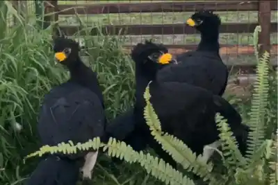 Tres aves gigantes llegaron a Entre Ríos: nadie las veía en la provincia