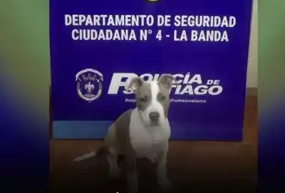 Golpearon la puerta buscando un cachorro robado y fueron recibidos por él mismo