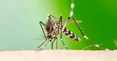 Una explosión de mosquitos en pleno otoño: ¿Qué está pasando realmente?