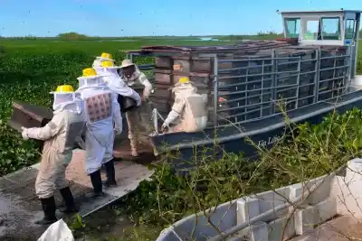 La crecida del Paraná los obligó a mudar 1.200 colmenas: qué pasará con la miel esta temporada