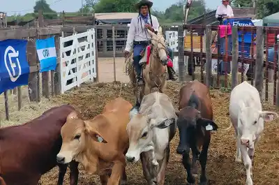 Fuerte Esperanza: vendieron 386 animales y los productores no pagaron ni comisión ni flete