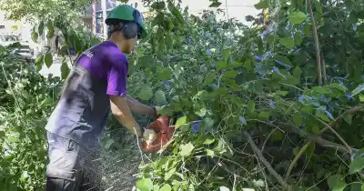 Talar un plátano en Mendoza ya no sale barato: la multa que puede arruinarte