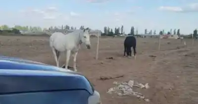 Interceptaron un vehículo con 900 kilos de carne y lo que pasó después dejó en shock a la justicia