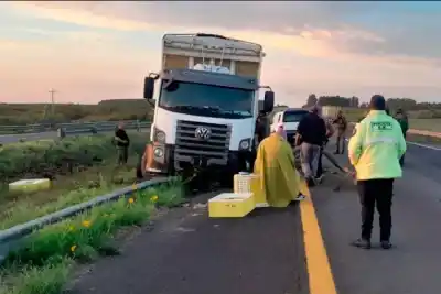 Iba a cargar pollos a Federación y un ciervo le cambió el viaje en plena Autovía 14