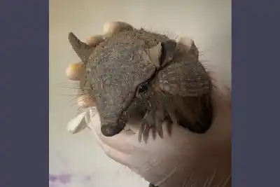 Apareció un armadillo peludo en un barrio de Las Termas: quién dio el aviso y dónde terminó