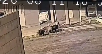 Una jauría mató a su caniche y los vecinos del barrio 71 Viviendas apuntan a los dueños