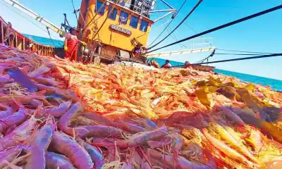 El langostino ya tiene fecha de salida, pero un conflicto sindical amenaza con frenar todo