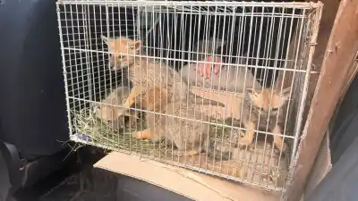 Iba a pescar a Roldán y se topó con cuatro zorritos solos que no se despegaban de él