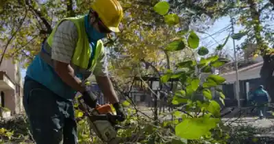 El árbol de tu vereda ahora vale millones: cuánto te puede costar tocarlo