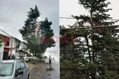 El rayo cayó sobre el pino de Almirante Brown al 2300: el estruendo hizo vibrar hasta el edificio
