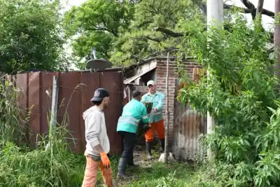 El temporal tiró un timbó sobre una escuela y un árbol arrastró los cables en Resistencia