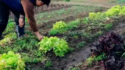 Verano en San Juan: los chacareros ya saben que perderán hasta un tercio de la producción