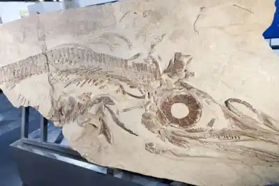 Zapala guarda un reptil de 150 millones de años que pocos conocen