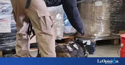Dos perros olfatearon un paquete que llegó de Buenos Aires y destaparon lo que había adentro