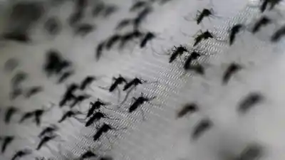 El calor y la humedad encienden la alerta en San Juan: el insecto que ya vigilan con sensores