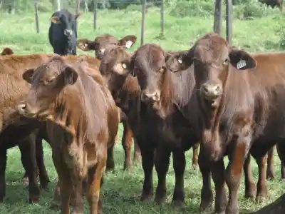 La lluvia empuja la hacienda correntina a Misiones: la advertencia que preocupa a los ganaderos