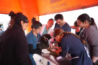 Más de 70 futuros veterinarios revisaron a los perros del Refugio Canino: qué encontraron