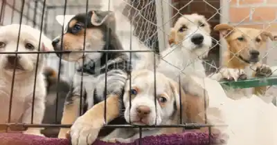 Abandonar un perro en Salta ahora puede costarte la licencia de conducir