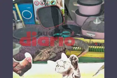 Una iguana se instaló entre los productos de una vidriera y nadie sabe cómo llegó